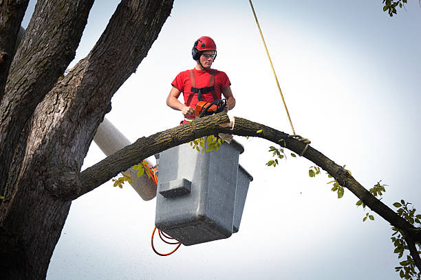 The Steps Involved in Our Tree Care Process in Pittsburgh, PA